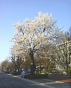 Almond tree, photos
