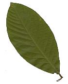 dipterocarpus baudii