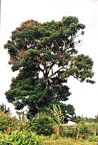 east african mahogany