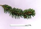 patterned fir